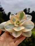 Suyon variegada
