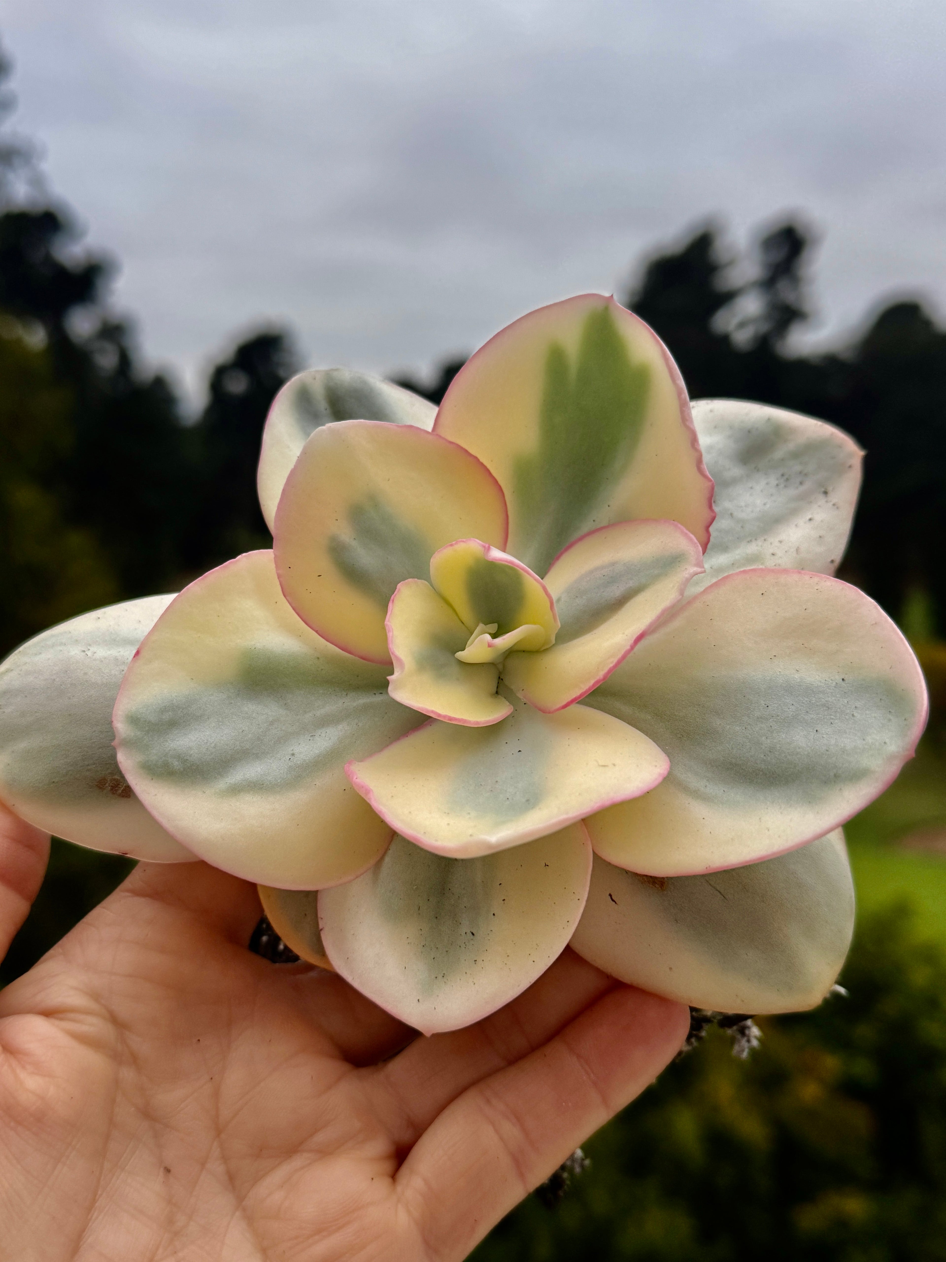 Suyon variegada