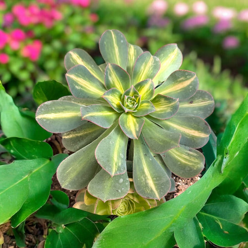 Aeonium lemon lime