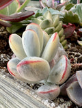 Cotyledon orbiculata ophylla variegada
