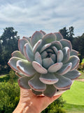 Echeveria monroe
