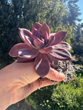 Echeveria agavoides Red