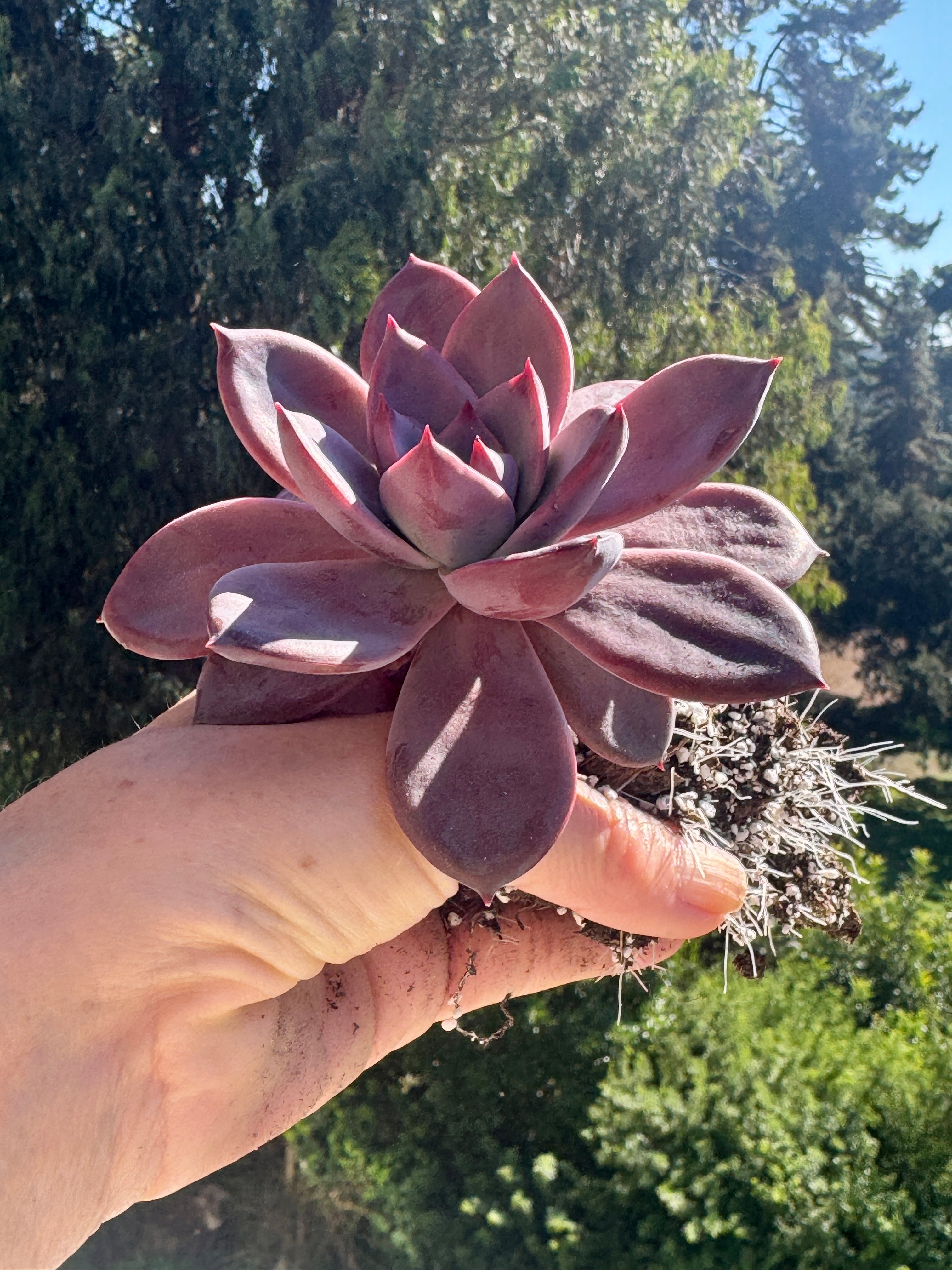 Echeveria agavoides Red