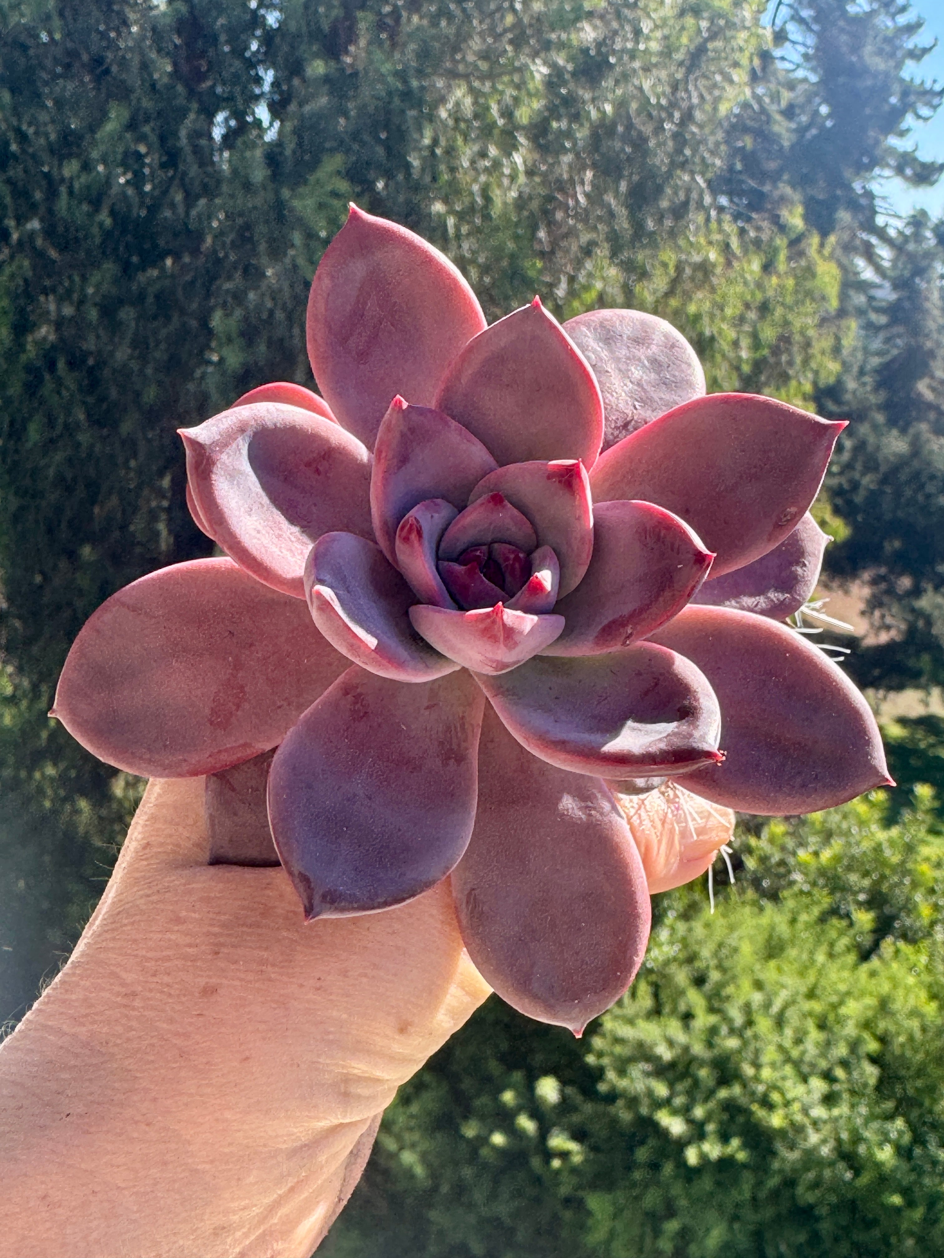 Echeveria agavoides Red