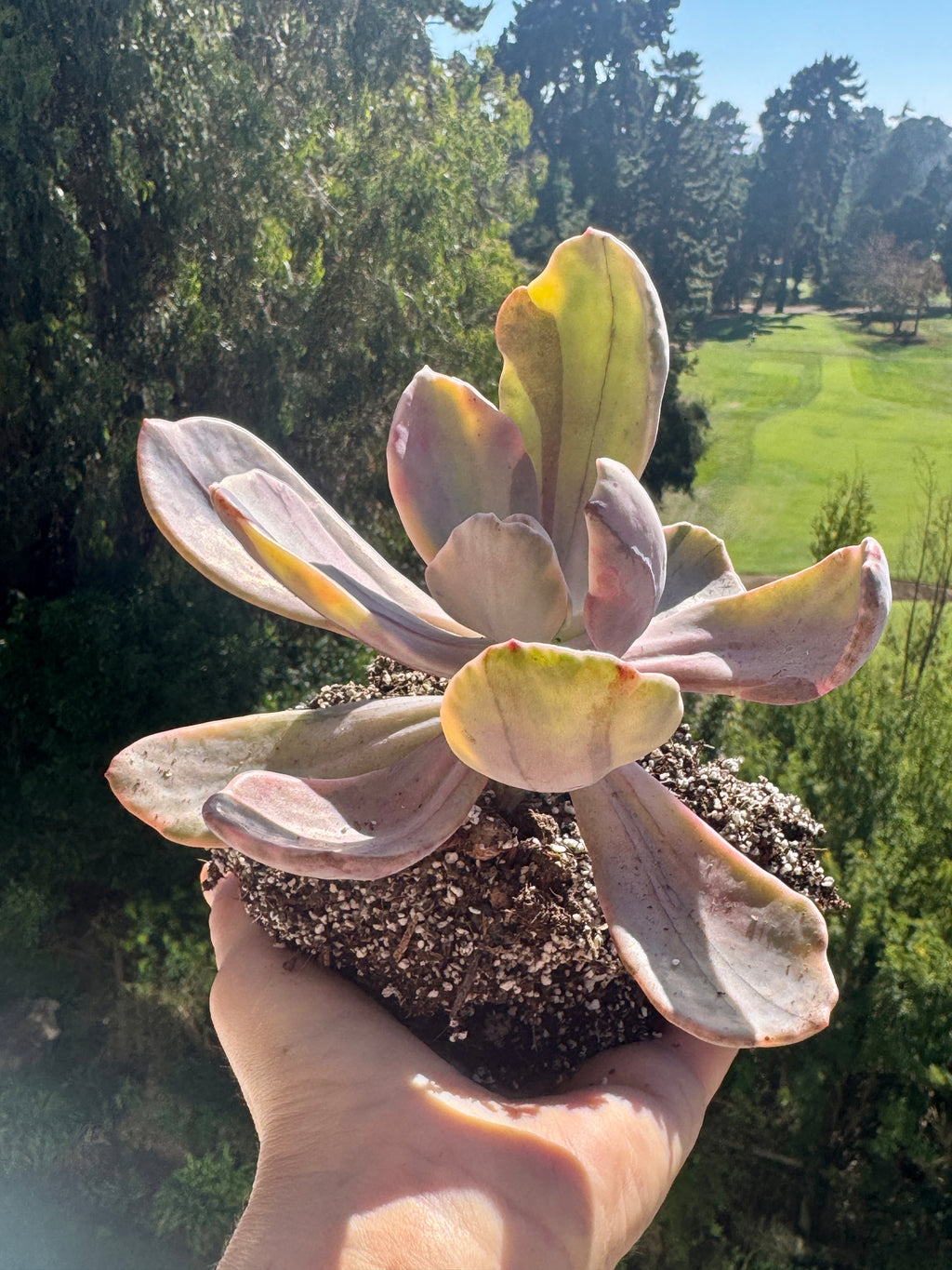 Pamphoteus variegada