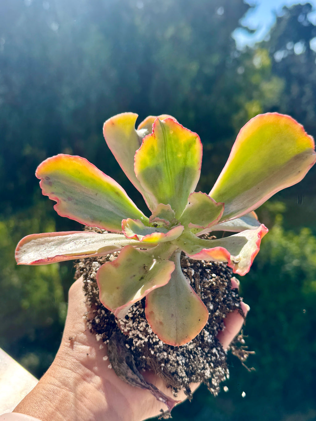 Echeveria tornado