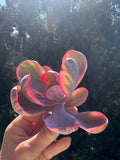 Echeveria Angel Wings Variegada