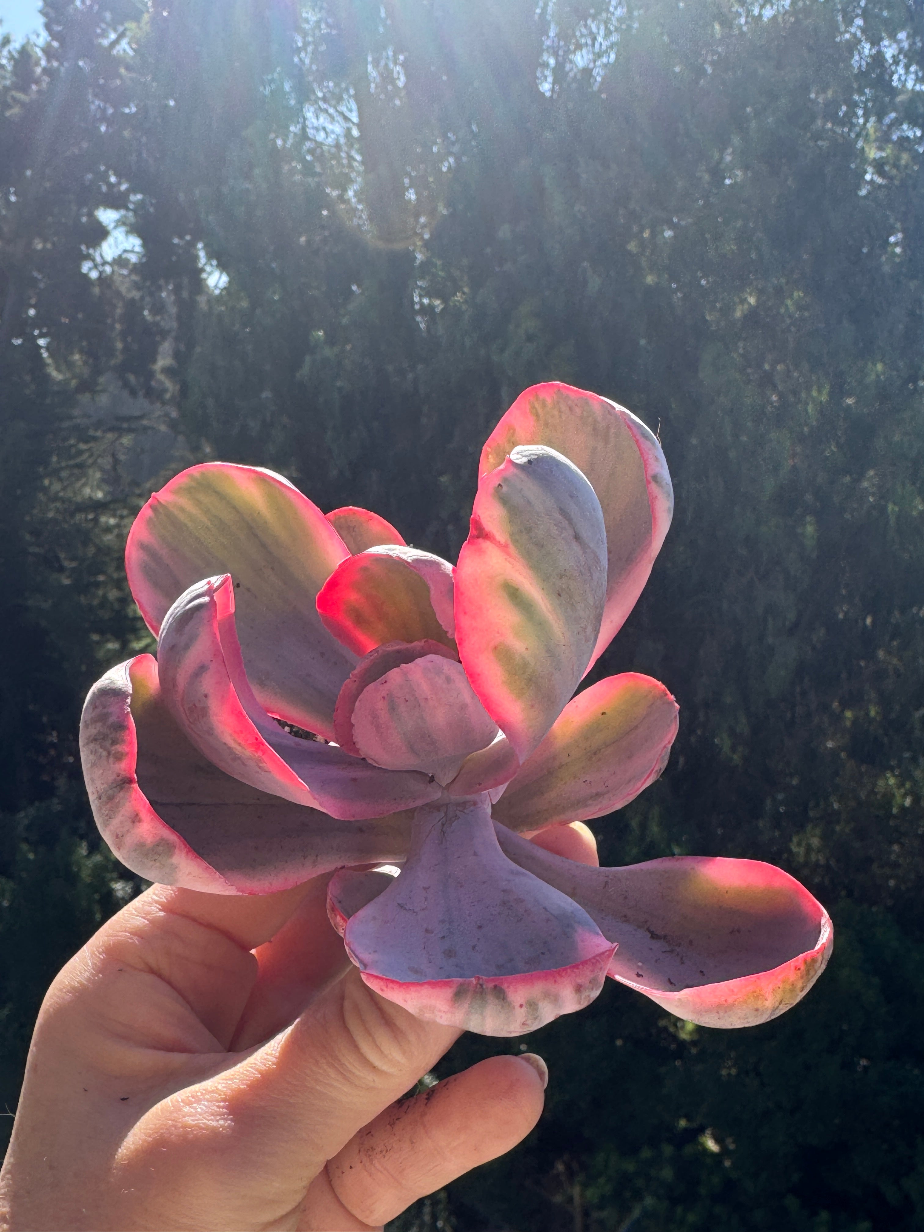 Echeveria Angel Wings Variegada