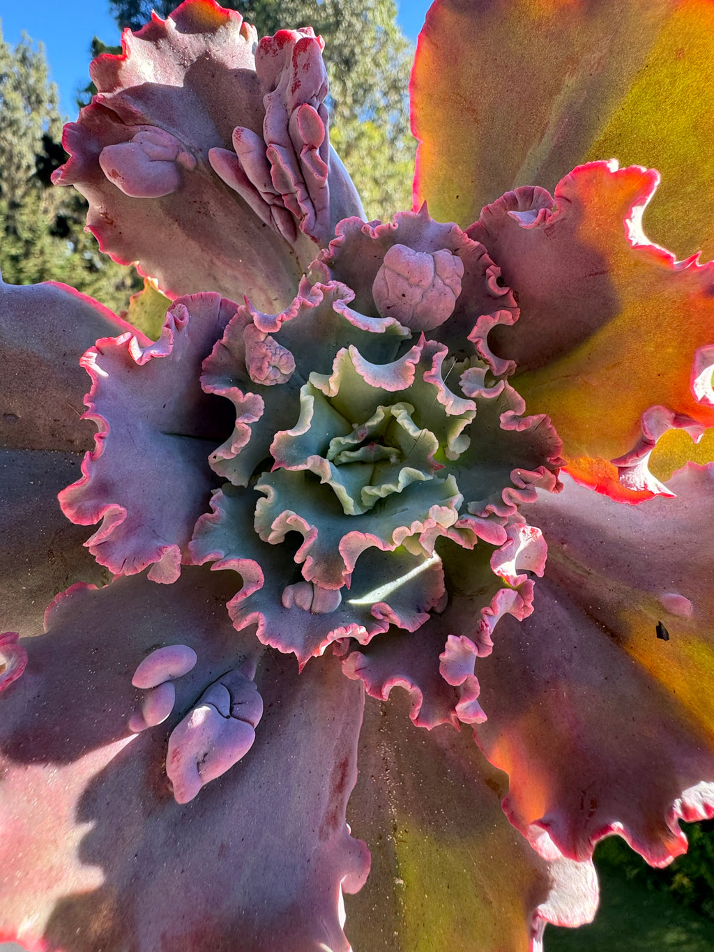 Echeveria gibbiflora Kelsa carunculada,