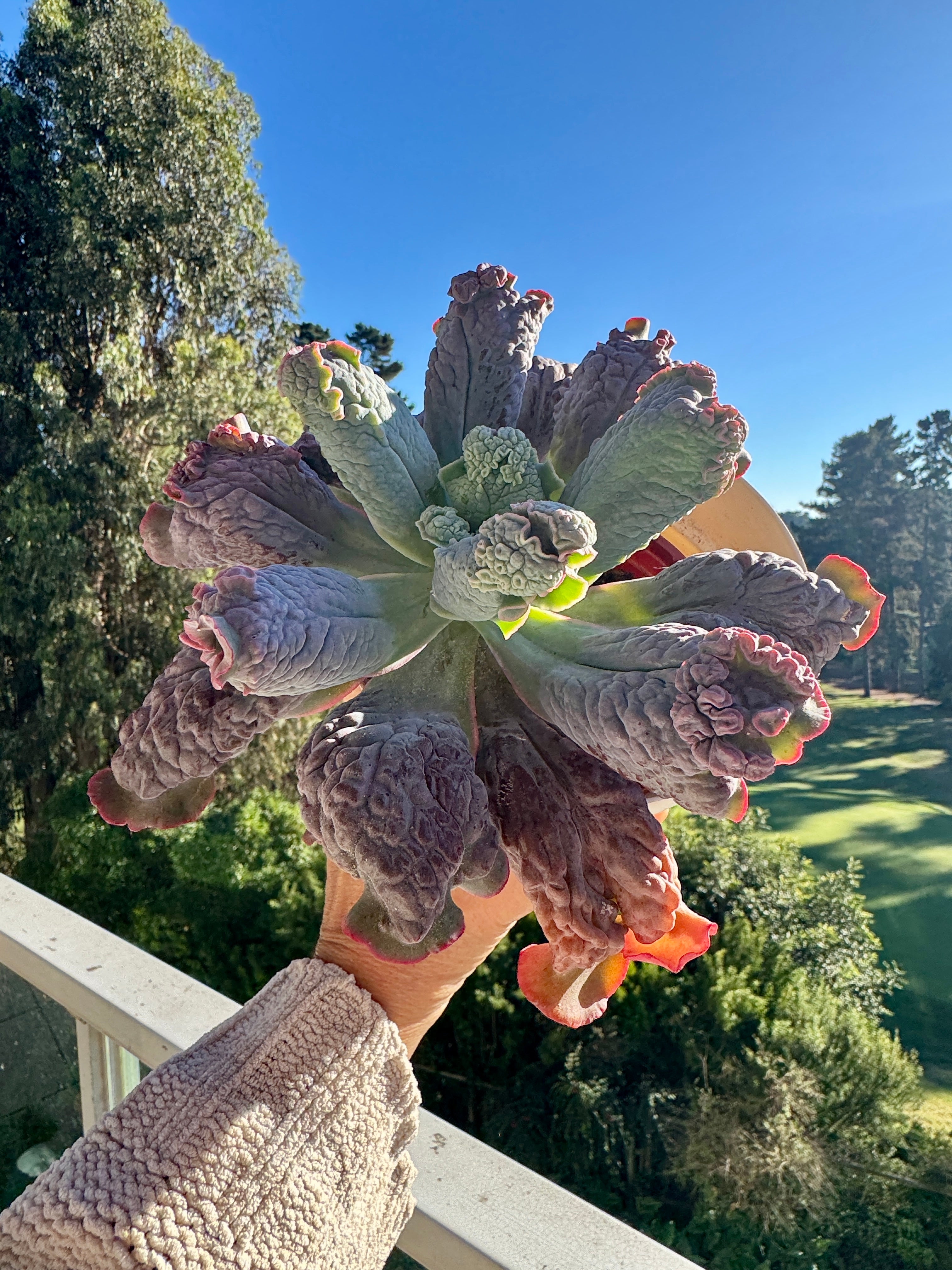 Echeveria Linguas Carunculada