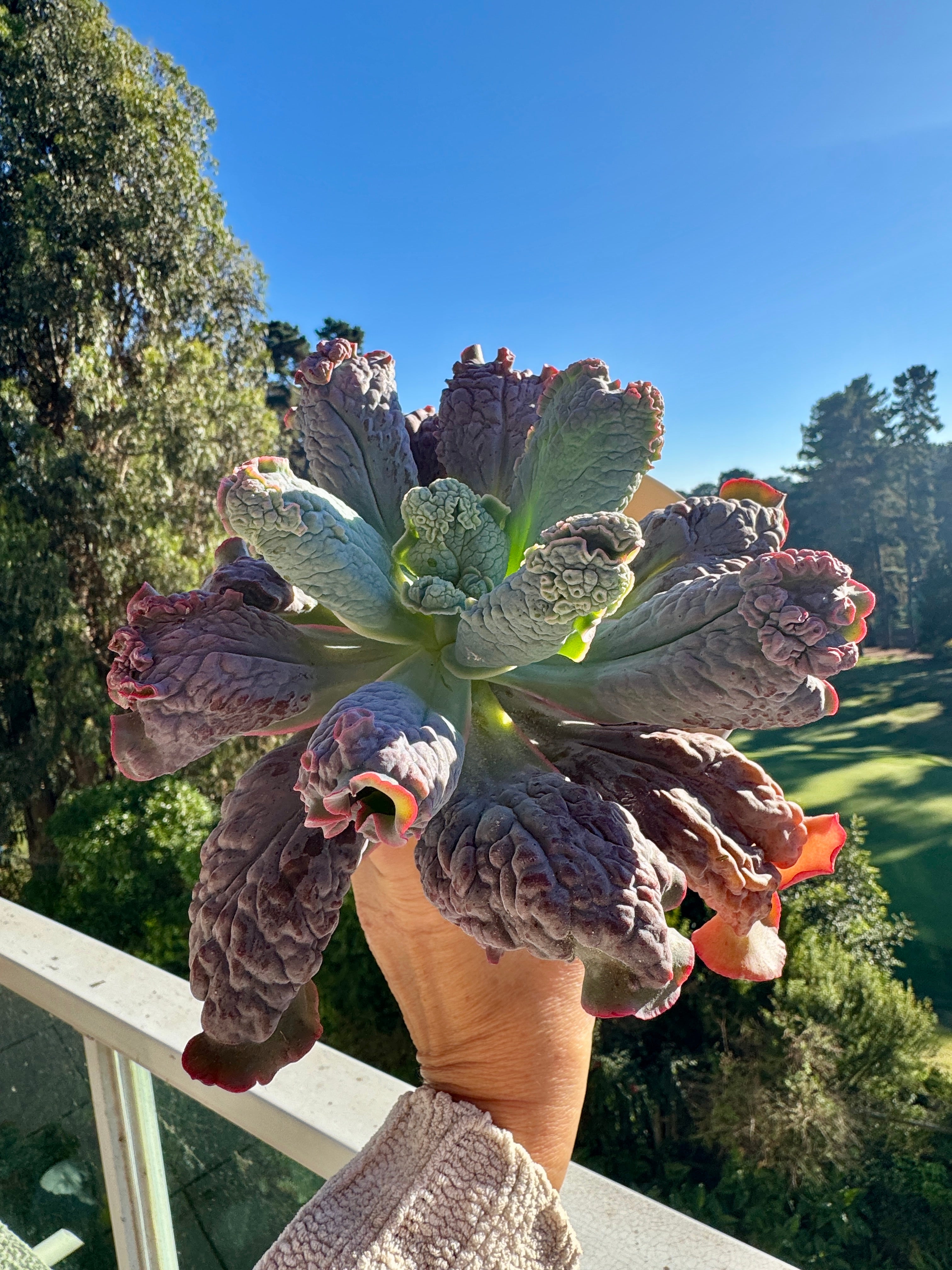 Echeveria Linguas Carunculada