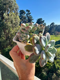 Pachyphytum Orange Snow Ball