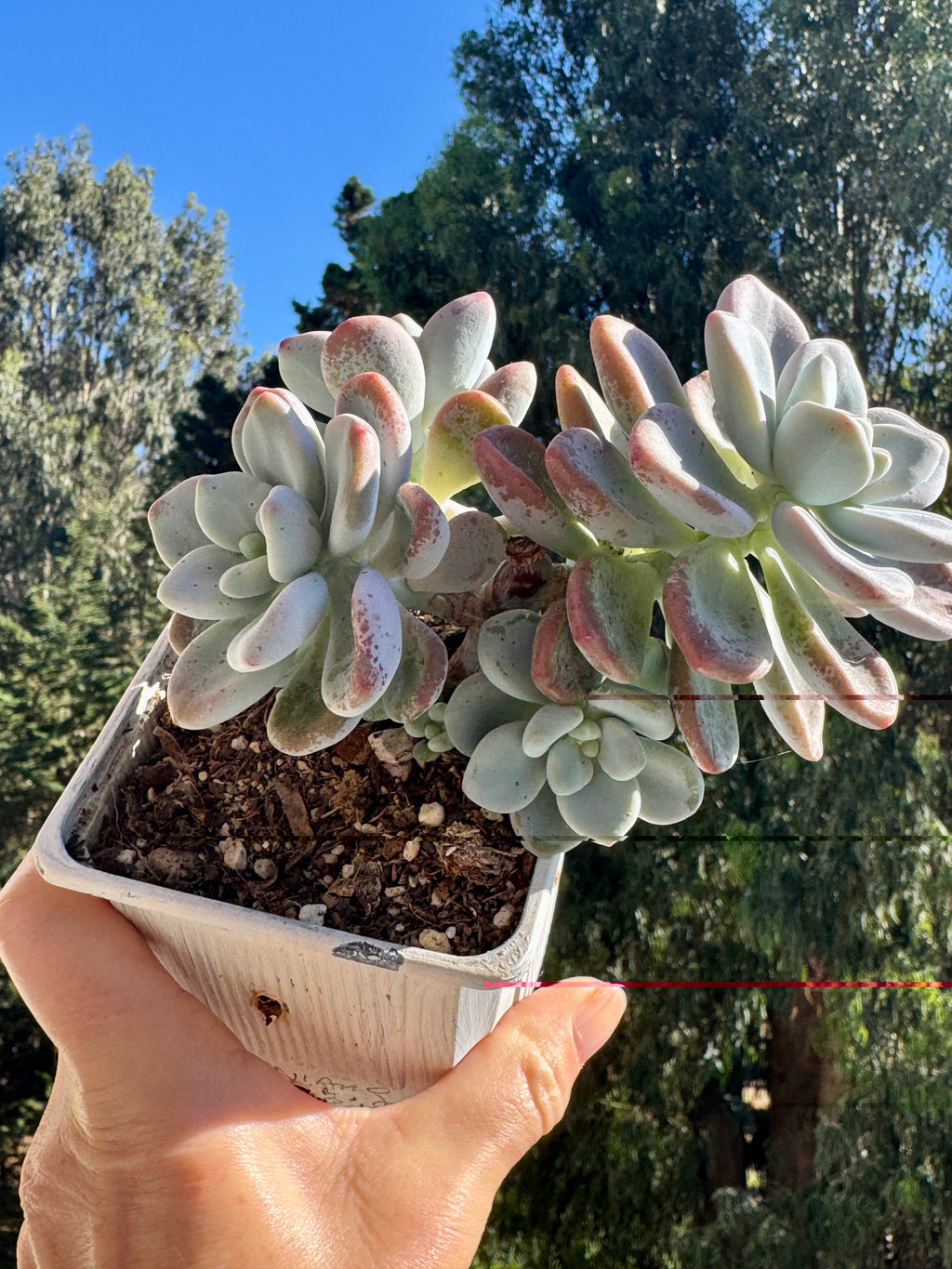 Pachyphytum Orange Snow Ball