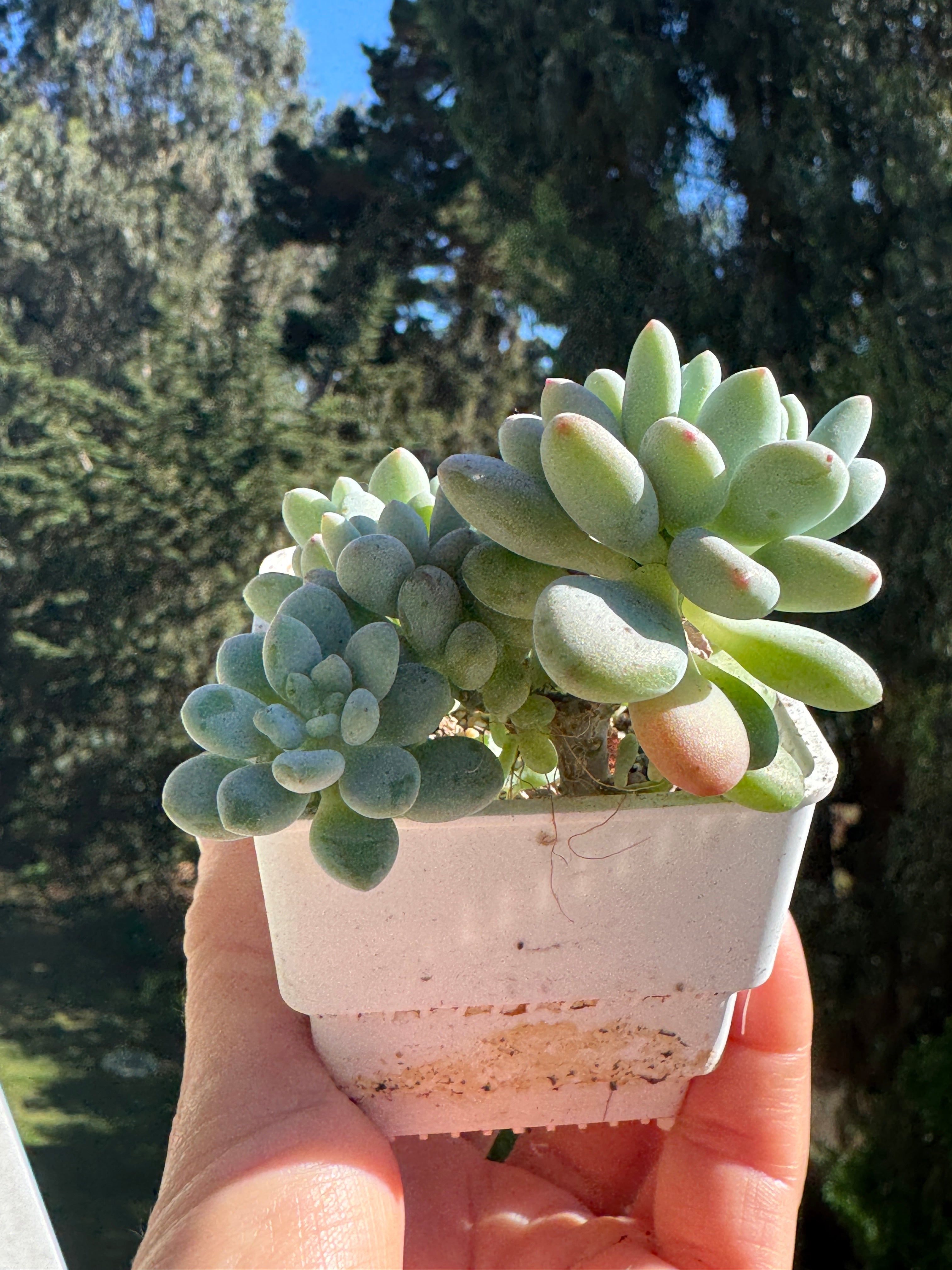 Pachyphytum Bubble Gum