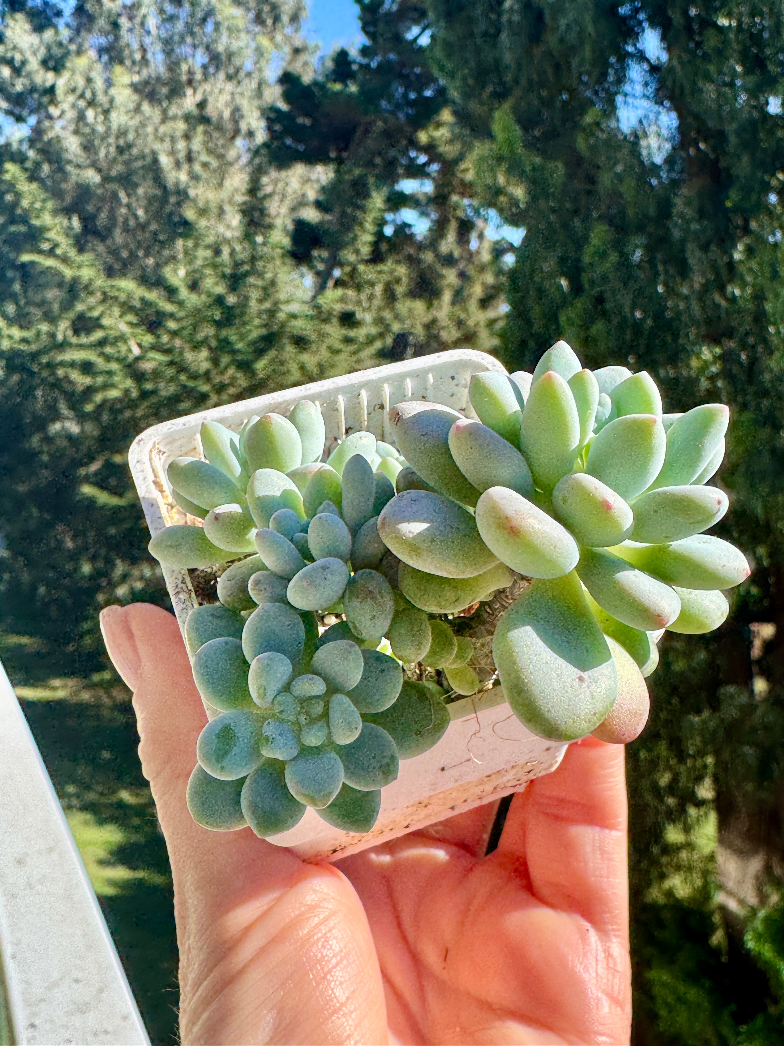 Pachyphytum Bubble Gum