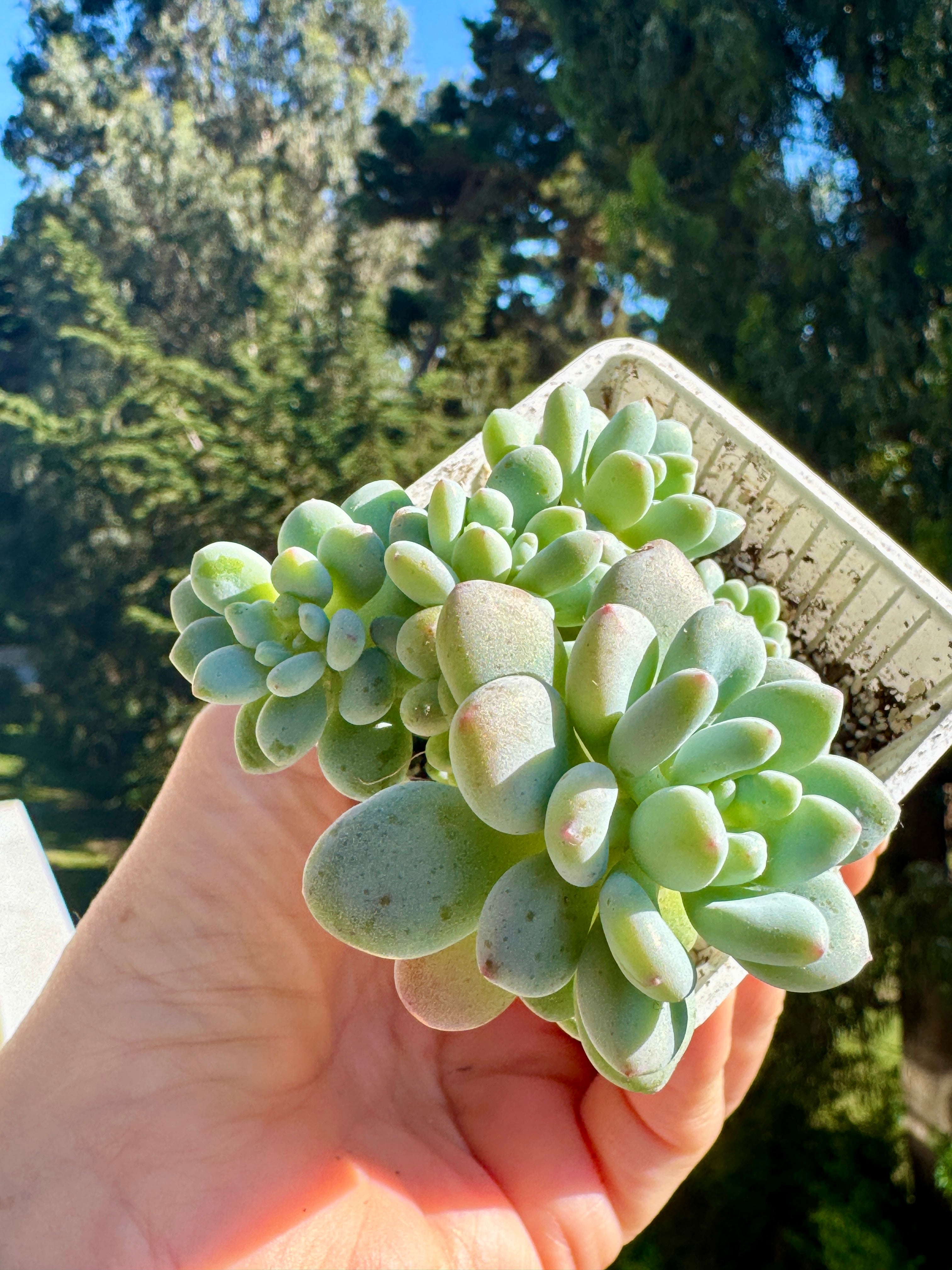 Pachyphytum Bubble Gum