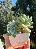 Pachyphytum Bubble Gum
