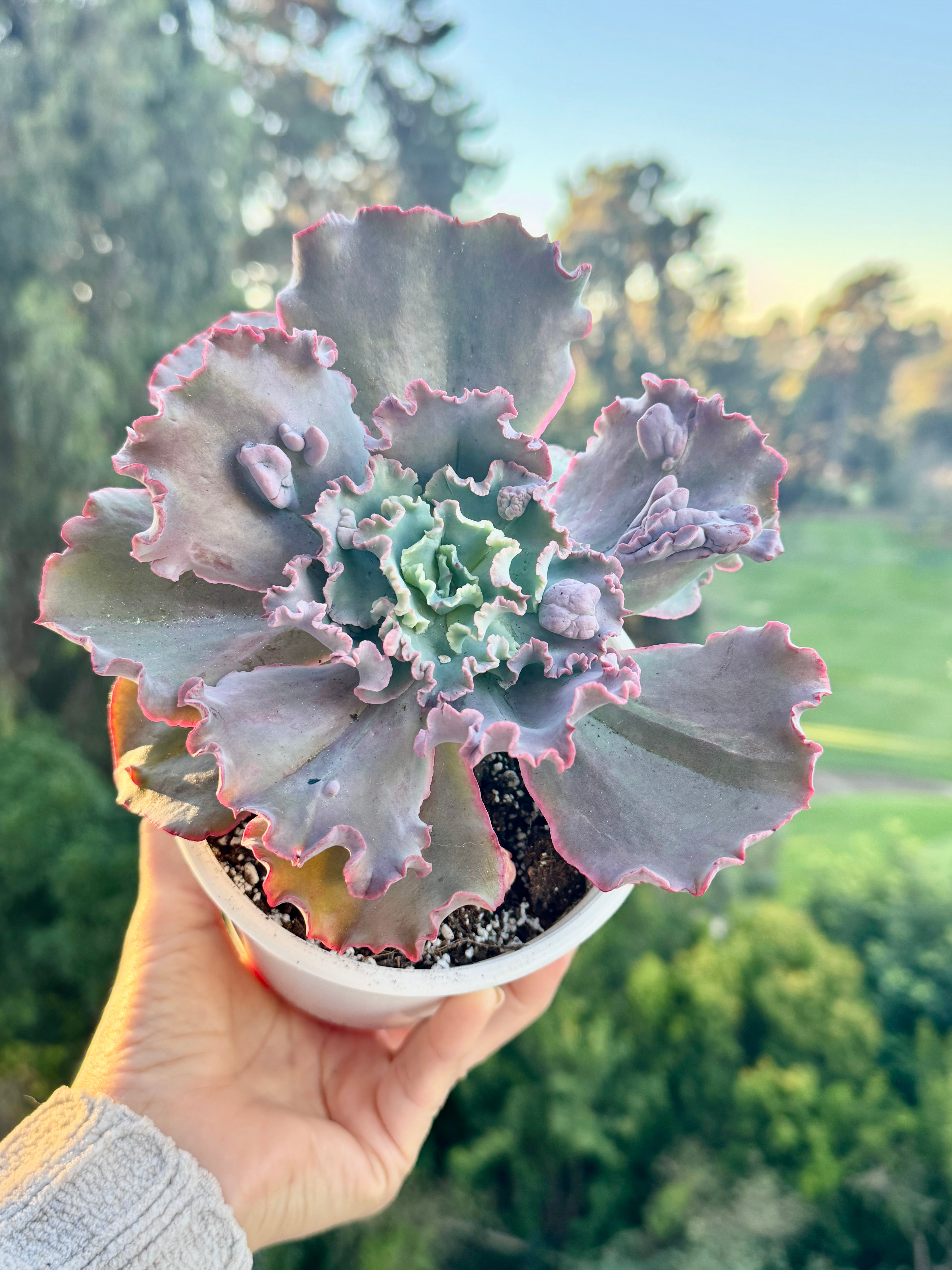 Echeveria gibbiflora Kelsa carunculada,