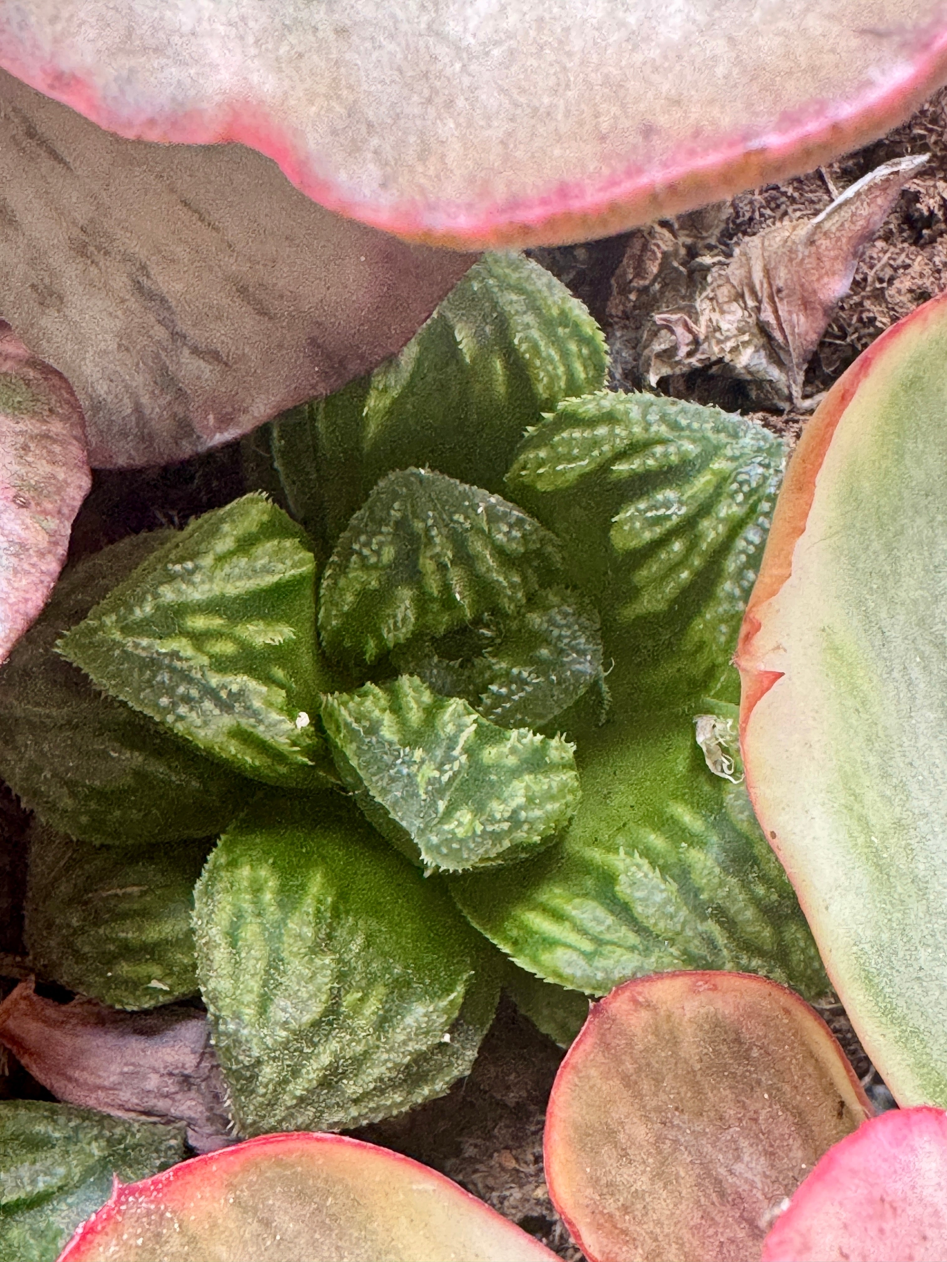 Haworthia picta