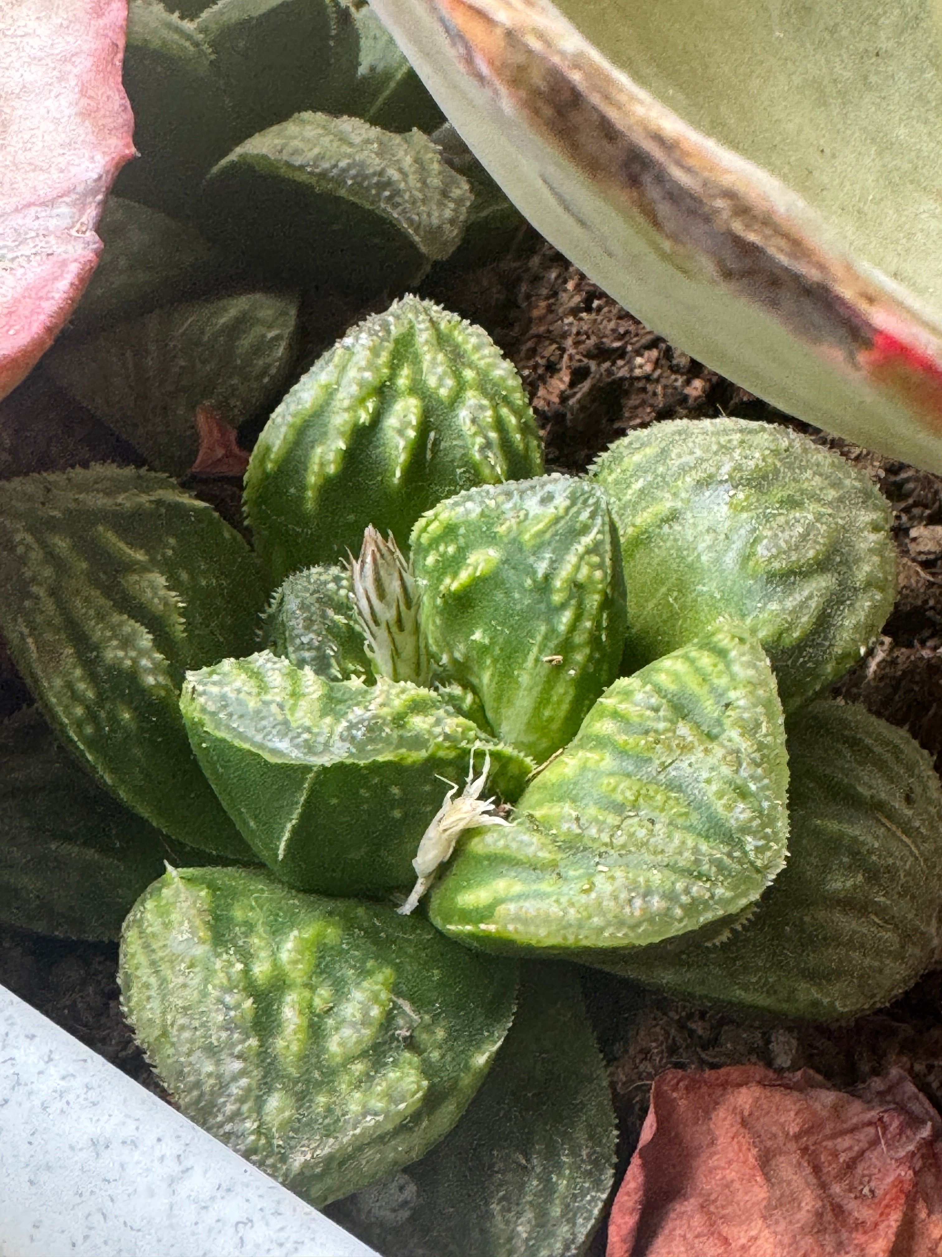 Haworthia picta