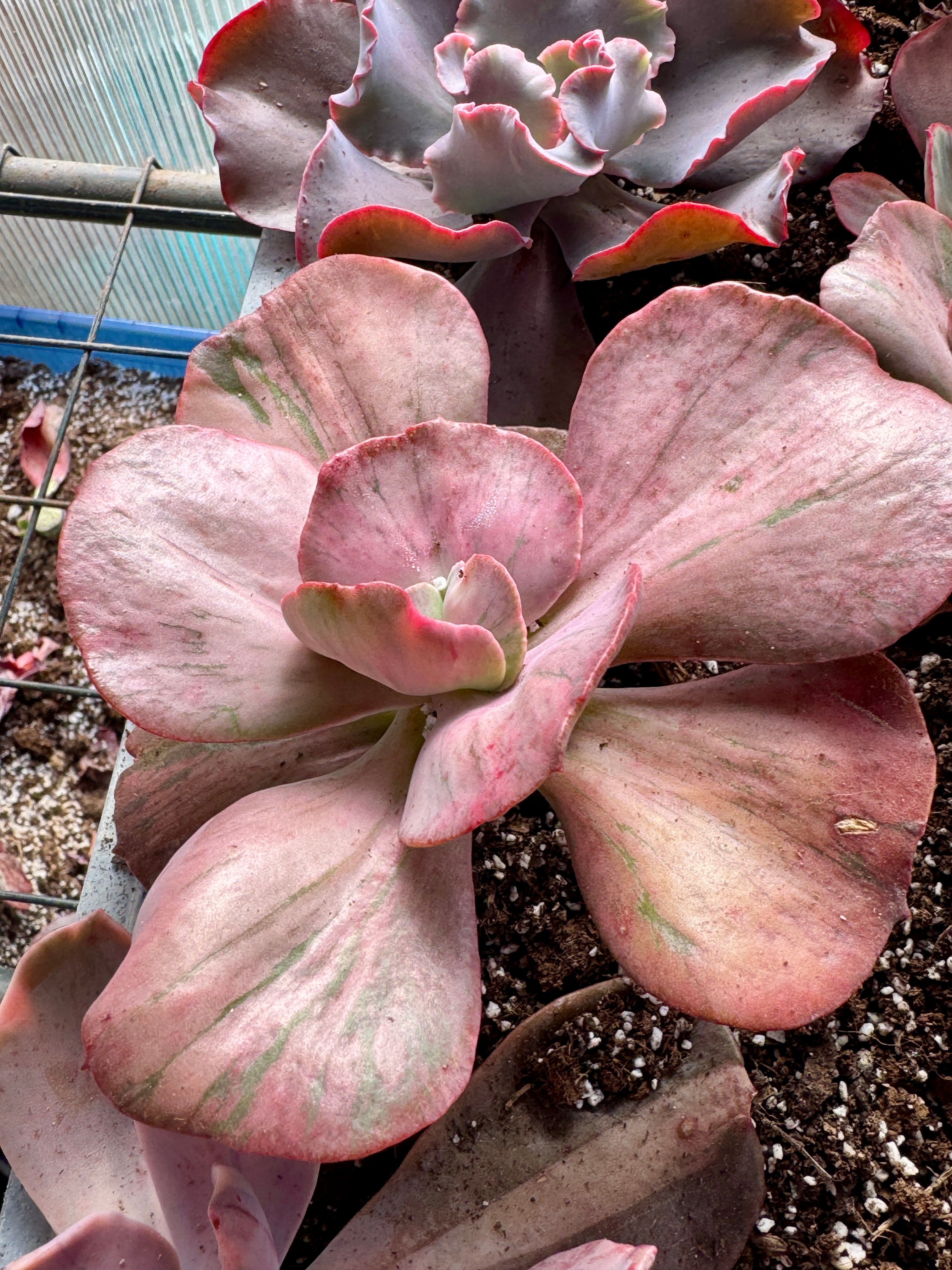 Echeveria 'Pharoh' Variegada