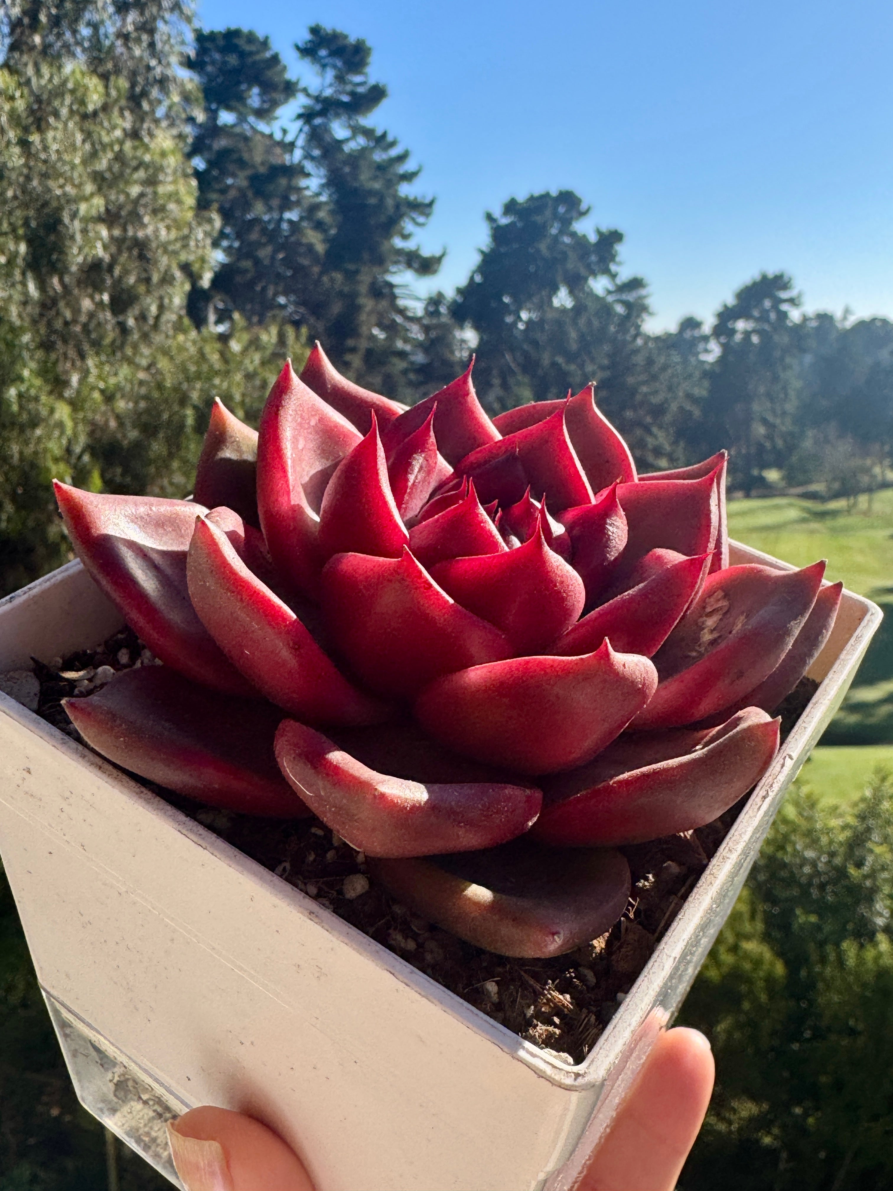 Agavoide Red Mood