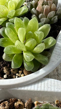 Haworthia hybrid Amber