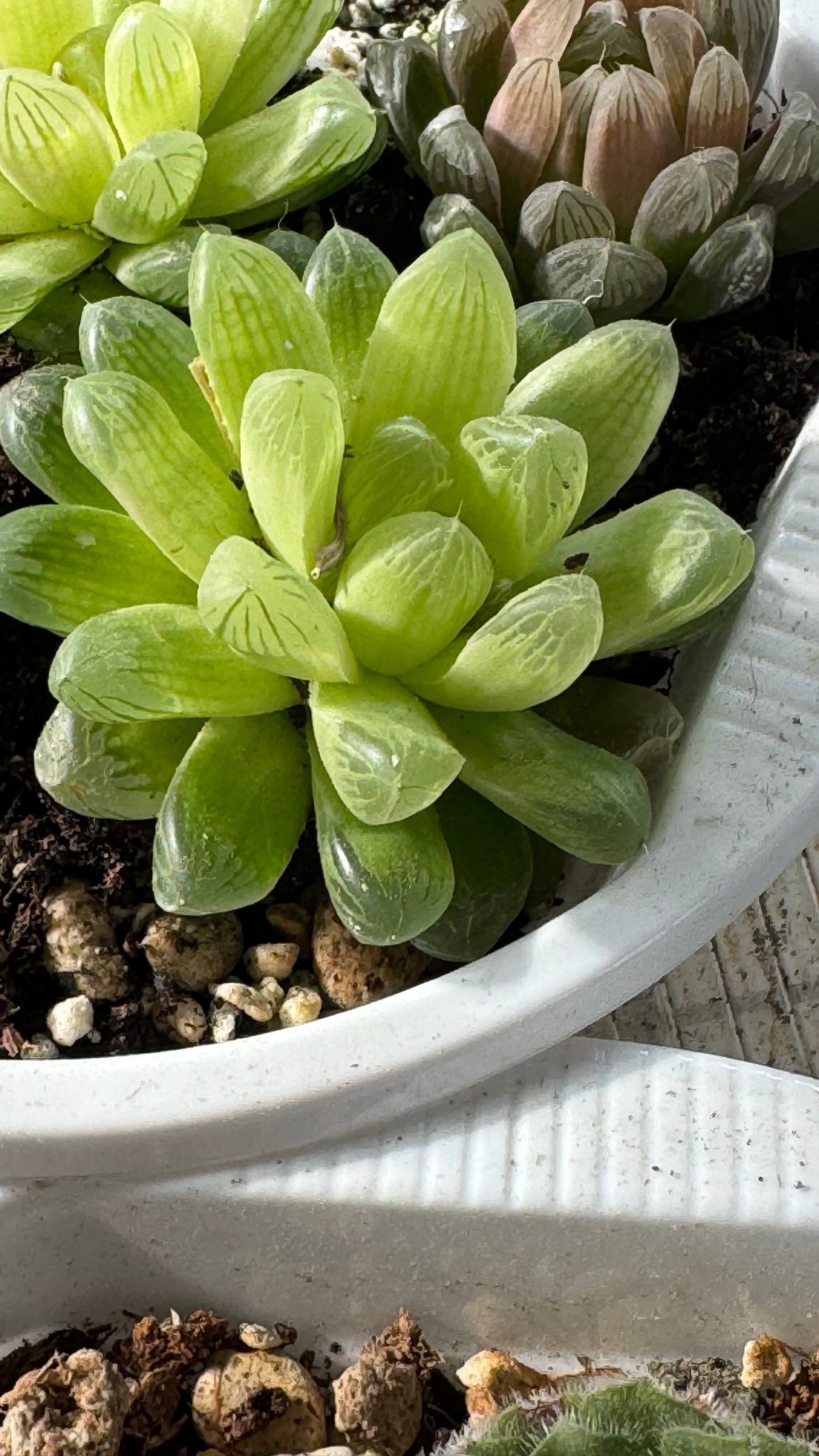 Haworthia hybrid Amber