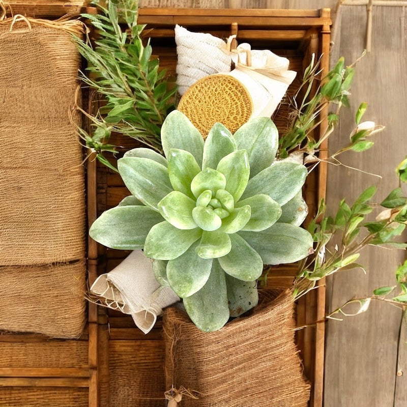 Sedum alice yellow variegada