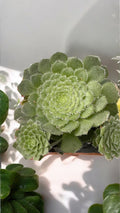 Aeonium tabuliforme con hijos