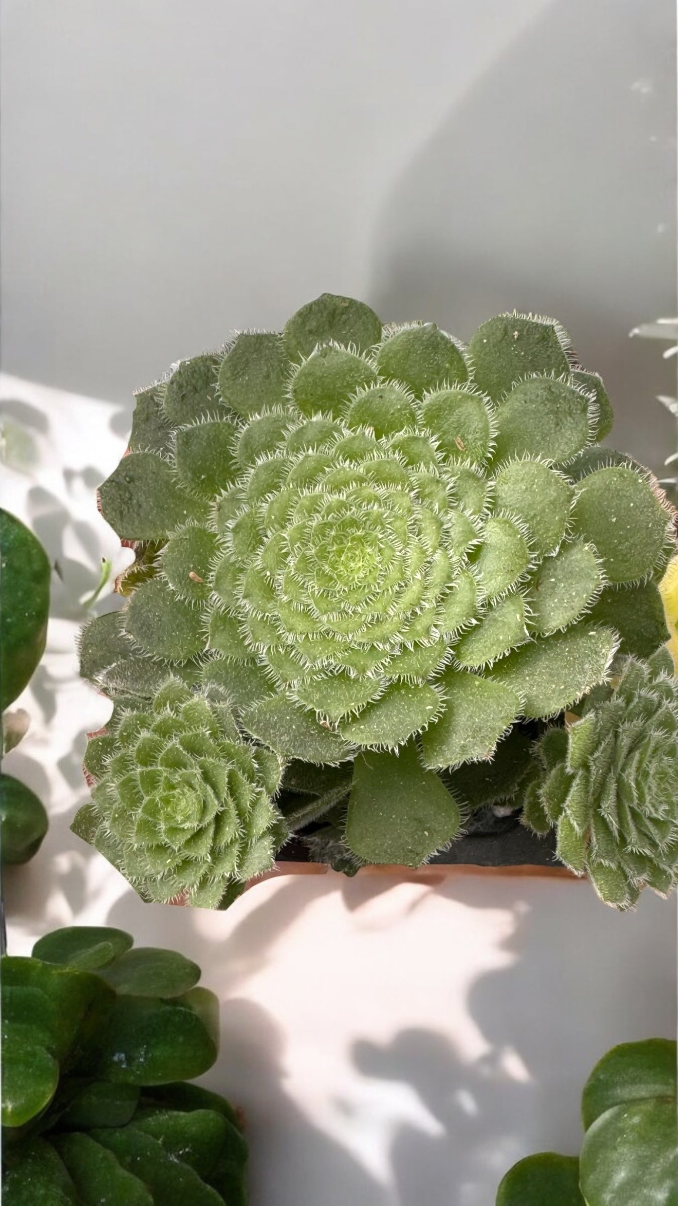Aeonium tabuliforme con hijos