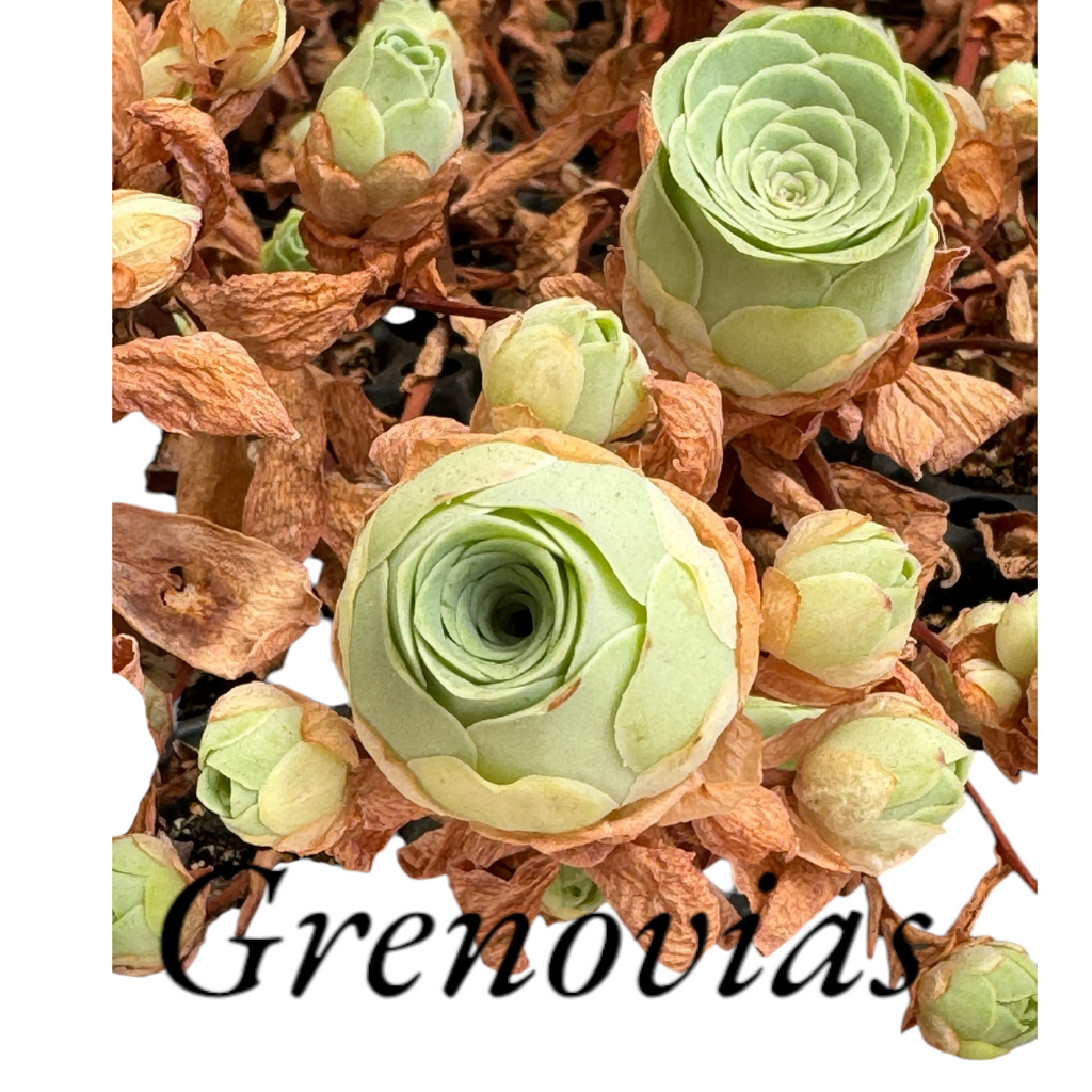 Pack cuidado integral + 1 echeveria solomon exclusiva o ramo de grenovias