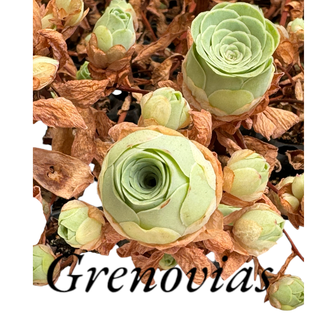 Pack cuidado integral + 1 echeveria solomon exclusiva o ramo de grenovias