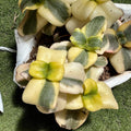 Crasula multicaba variegada