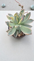 Graptoveria water lily variegada