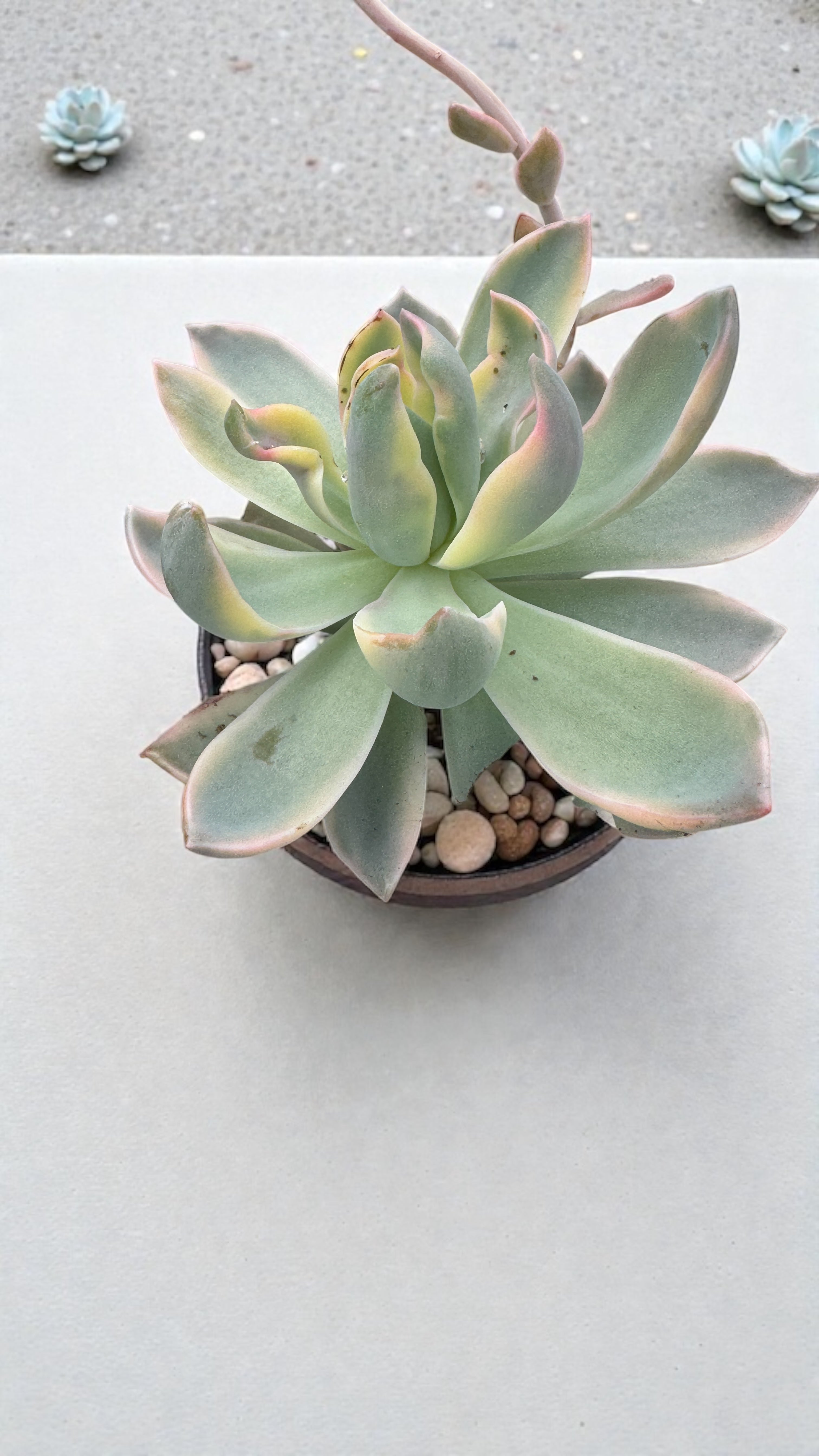 Graptoveria water lily variegada