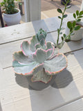 echeveria flying cloud variegada