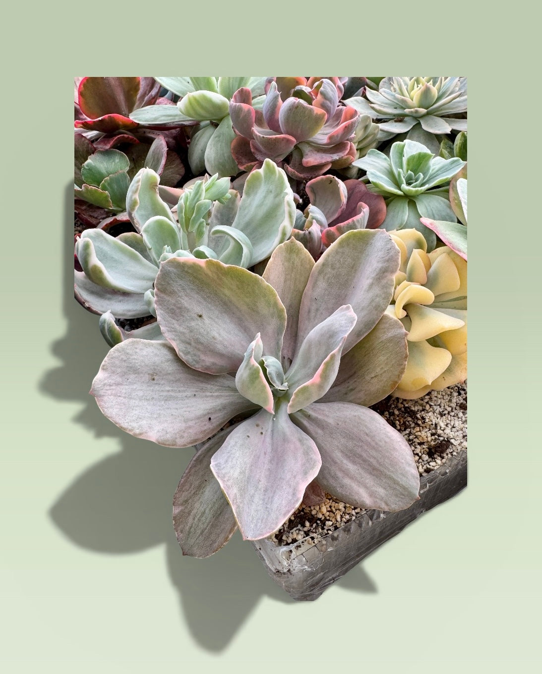 Decora variegada