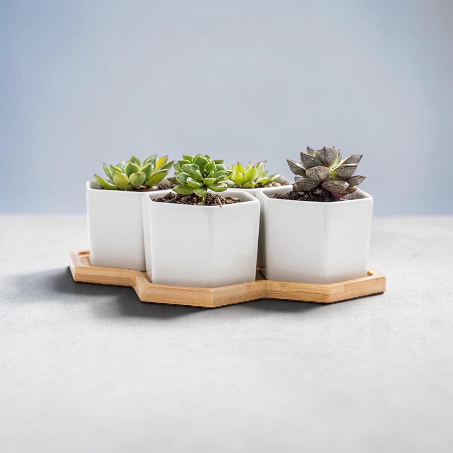 Set de 4 Macetas para Suculentas – Decora tu Hogar