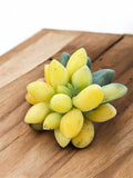 Pachyphytum compactum variegado