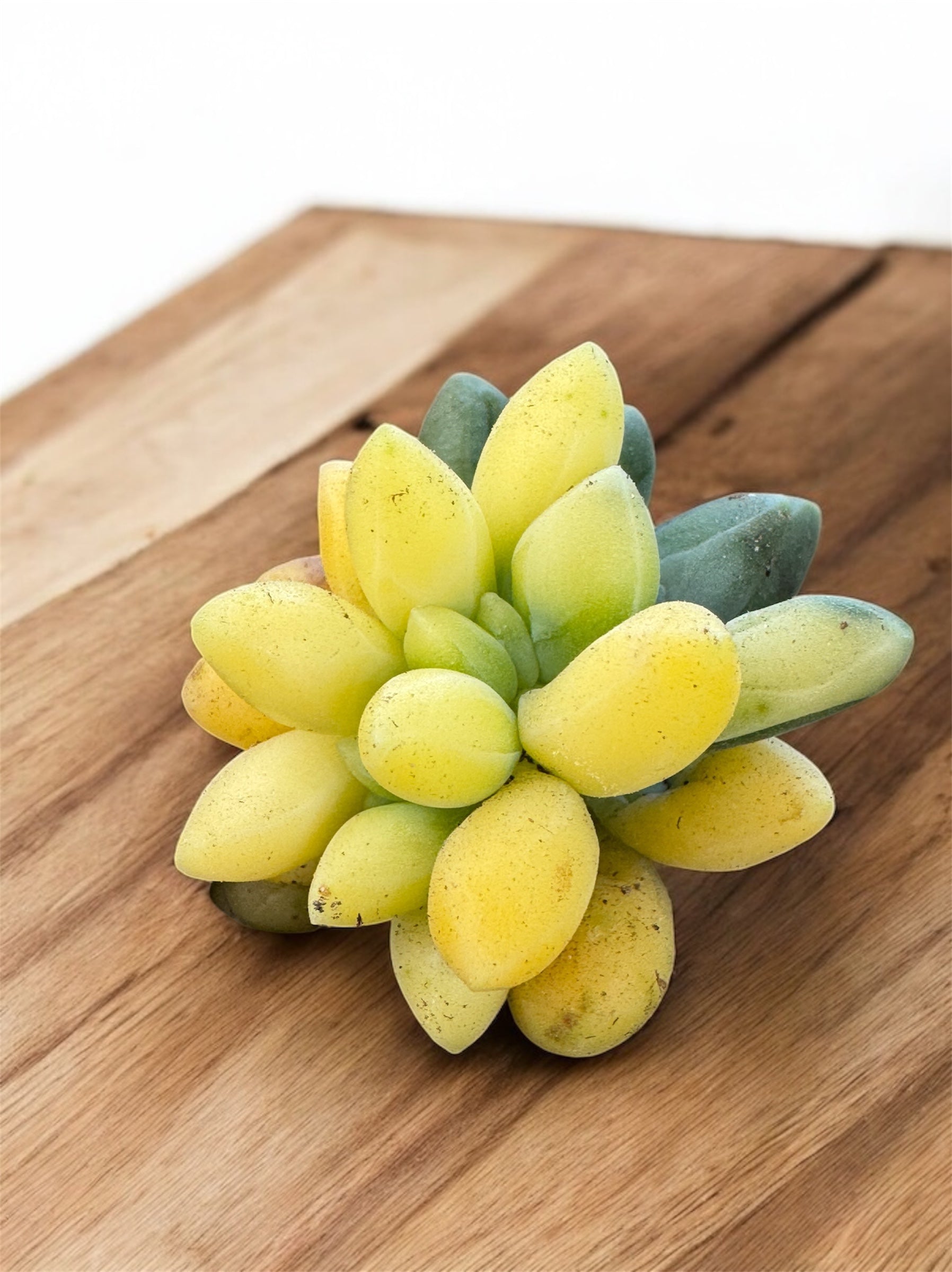 Pachyphytum compactum variegado