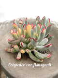 Cotyledon orbiculata var. flanaganii variegated