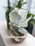Cotyledon undulata variegado
