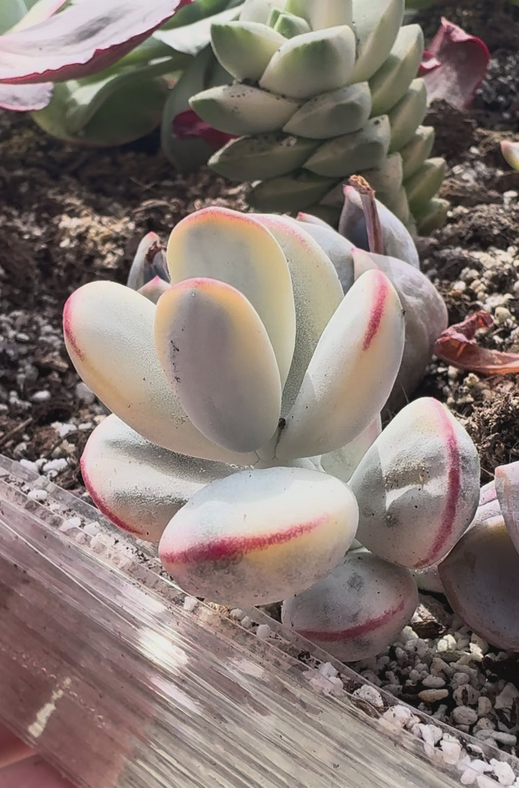 Cotyledon orbiculata ophylla variegada