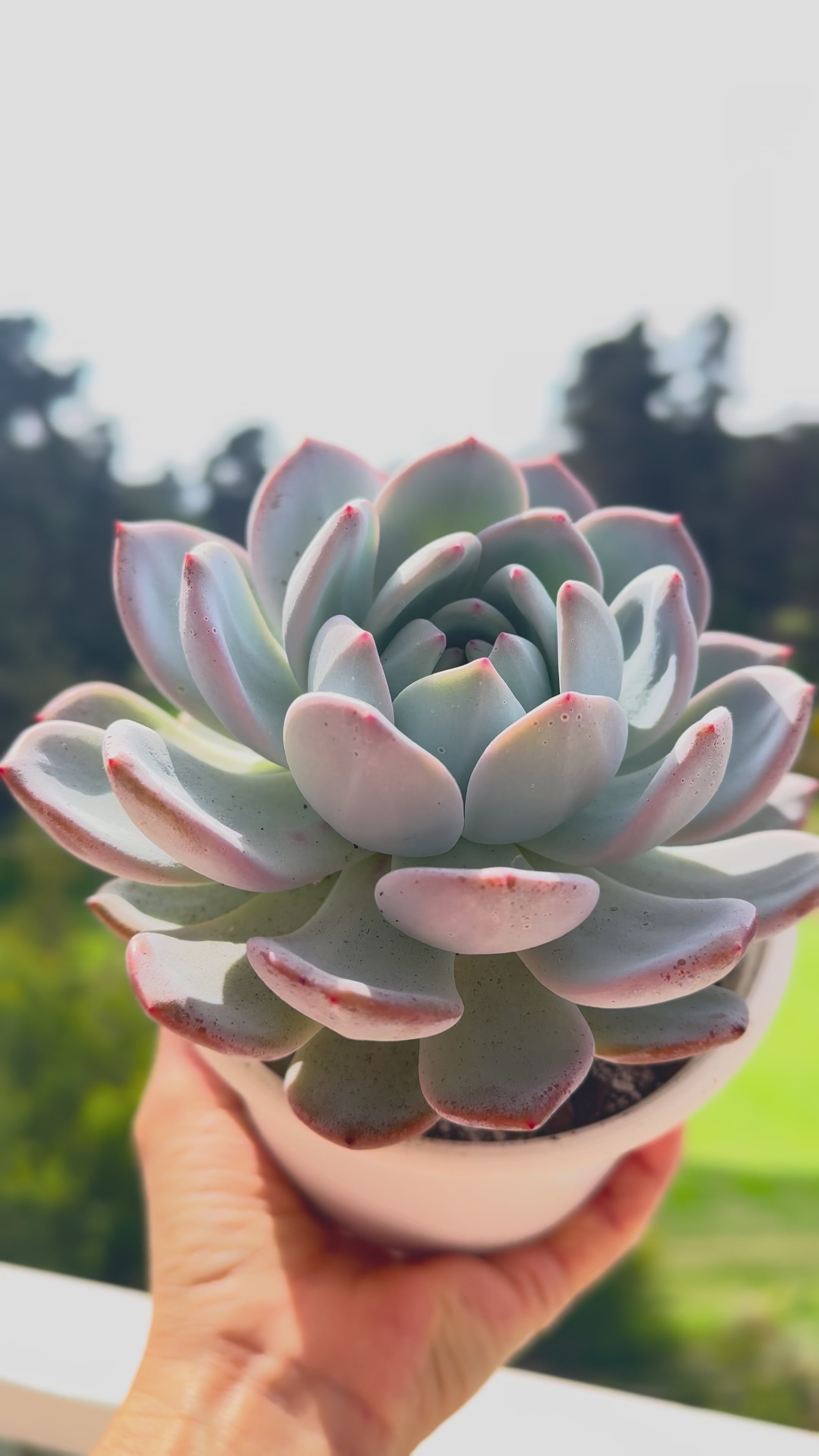 Echeveria monroe