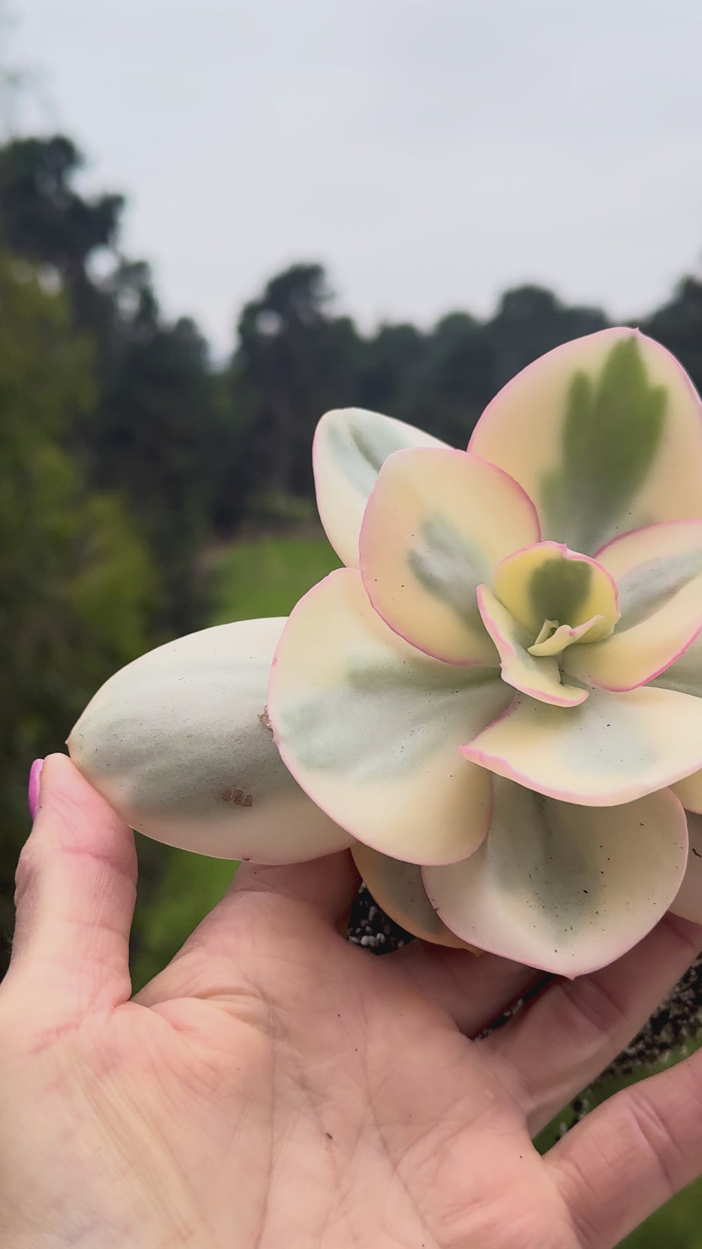 Suyon variegada